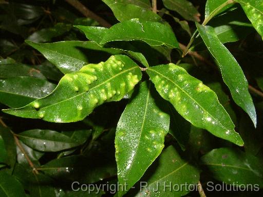 Pimple psyllid on Lilly pilly (Waterhousea floribunda) 